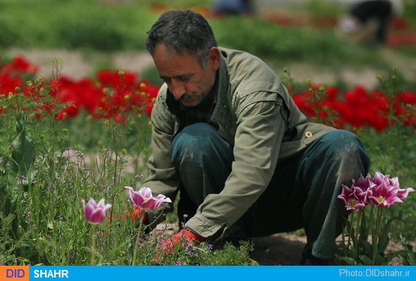 گل کاری و فضای سبز