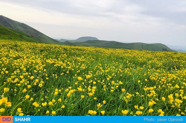 آلیله گرمی